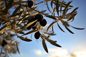 detail of ripe black olives, ready for the harvest and production of quality olive oil