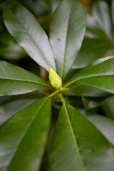 A beautiful exotic plant with a bud.