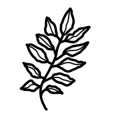 plant leaf branch vector illustration icon design template with doodle hand drawn outline style