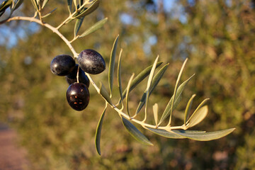 detail of ripe black olives, ready for the harvest and production of quality olive oil