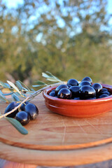 bowl with black olives and olive branch with olive field in the background