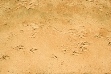 Sand texture with dog footprints on the beach.