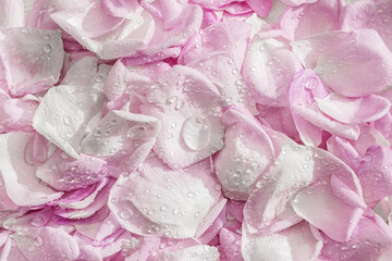 The background consists of pink rose petals with water drops. Wallpaper. Holiday.
