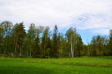 Fototapeta na wymiar Green park in Russia