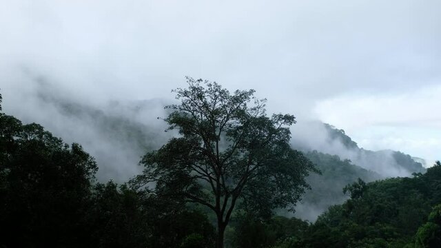 Landscape image of trees and mountains in the forest on foggy day