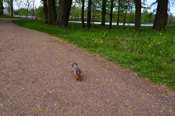Wild funny squirrel in the park