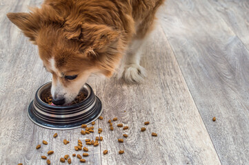 Ginger dog eating dry food from a bowl on a gray floor