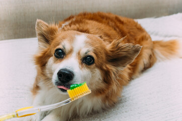 Owner brushes his dog's teeth with a paste. Portrait of a dog and a toothbrush close up