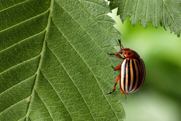 Colorado potato beetle on green leaf against blurred background, closeup. Space for text