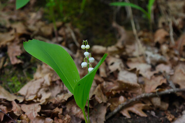 White flowers lilies of the valley.