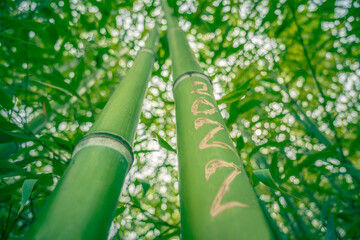 Fototapeta na wymiar Bamboo trunks with 2022 numbers in a lush grove with green leaves shot from below. Native to warm and moist tropical temperate climates. Upcoming New Year concept, parks and outdoors.