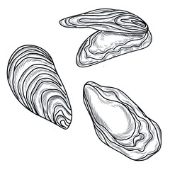 Hand drawn vector collection of illustrations of clams, mussels, oysters