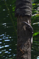 a monitor lizard climbing upon a tree