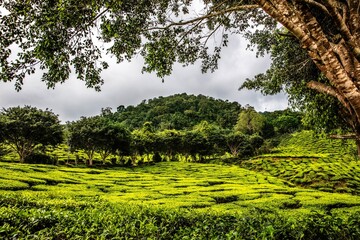 Tea plantation fields in Malaysia