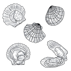 Scallops hand drawn vector set, collection of seafood, clams