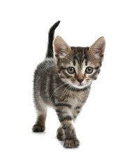 Cute little tabby kitten on white background