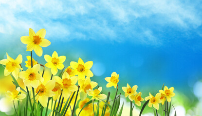Beautiful yellow daffodils outdoors on sunny day. Banner design