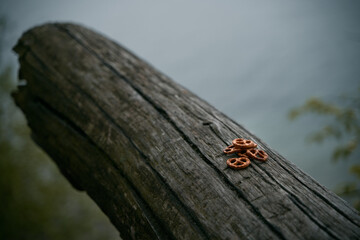 Close up of salty snacks. Pretzels in the wild nature lying on the tree trunk. Soft blurred background of the forest