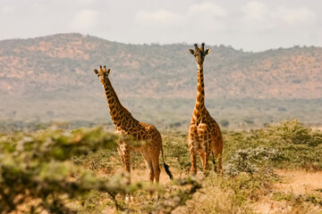 Girafe du Kenya Masaï, giraffa tippelskirchi Masaï Mara Afrique Kenya