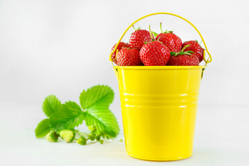 Juicy ripe tasty strawberries in  yellow metal bucket on white wooden table.