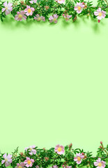 Beautiful rosehip branch on delicate green background.