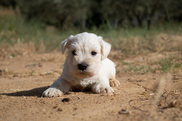 jeune chiot schnauzer nain blanc