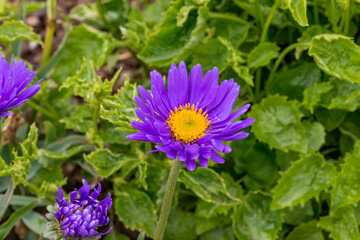 Aster alpinus 'Dark Beauty' flower detail