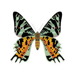 The butterfly is painted with black spots on a white background.