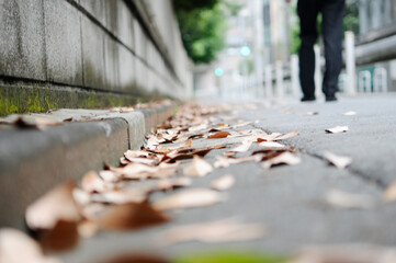 歩道の落ち葉
