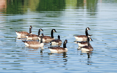 close up of group of Canada gooses swimming in the Meuse river in Belgium in summer season. 