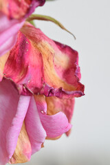 Macro image of fading rose petals