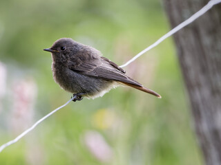 Rouge queue noir juvénile