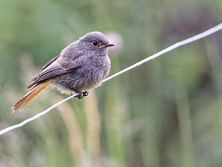 Rouge queue noir juvénile