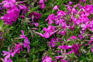 Phlox subulata 'Moerheimii' cushion phlox detail