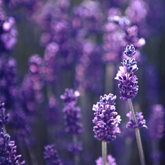 Selective focus Lavender flowers at sunset rays, Blooming Violet fragrant lavender flower summer landscape. Growing Lavender, harvest, perfume ingredient, aromatherapy. Lavender field lit by sunlight