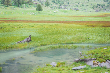 Obraz na płótnie Canvas The grey heron (Ardea cinerea) in plan d'Están mountain on the Besurta roads, Benasque