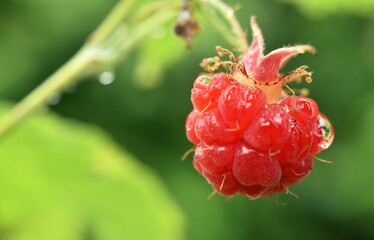 red raspberry in raindrops on green blurred background bokeh macro