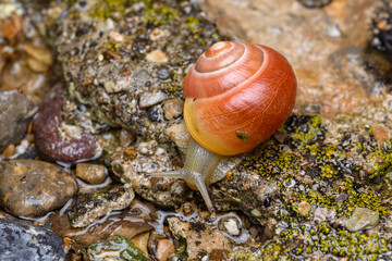 The white-lipped snail or garden banded snail (Cepaea hortensis) red orange