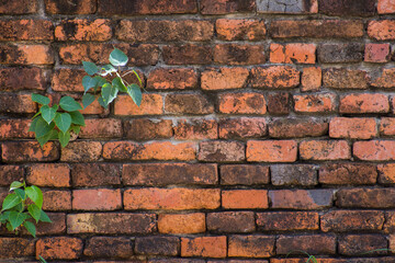 Old brick wall with small plant growth on brick texture