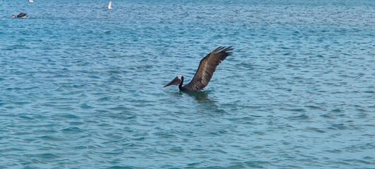 Obraz premium pelican in flight