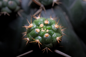 Little cactus background macro shoot. Spotlight on the subject only