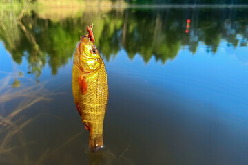 Fish crucian carp on a hook with a fishing line close-up. Caught fish on a line above the water...
