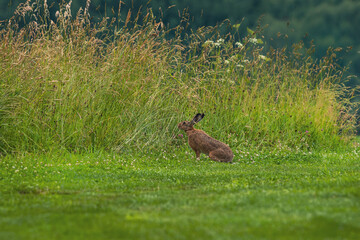 wild hare rabbit in forest meadow while eating