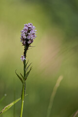 Orchis tacheté