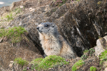 Alpine marmot at the entrance to its burrow in the mountains - obrazy, fototapety, plakaty