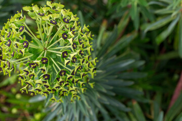 Euphorbia characias 'Black Pearl' palisades milkweed flower detail2