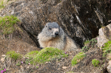 Alpine marmot at the entrance to its burrow in the mountains - obrazy, fototapety, plakaty