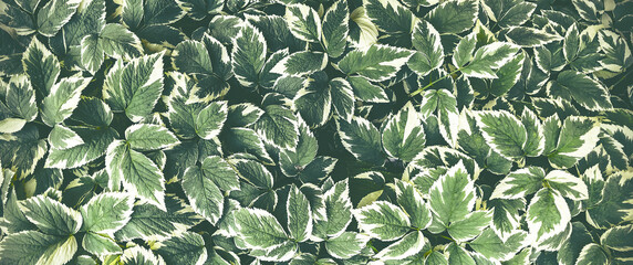 green and white plant leaves background, top view, banner