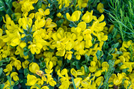 Cytisus decumbes decumbent black clover flower detail