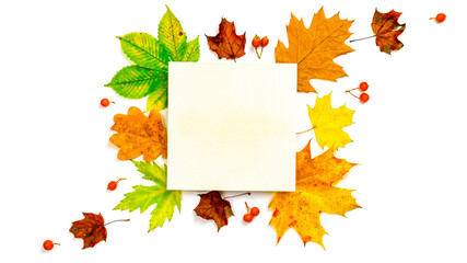 Naklejka na ściany i meble Autumn leaves fall. Dried green leaves, yellow leafs and red berries in shape frame isolated on white background with blank space for text. Creative Top view flat lay autumn composition.